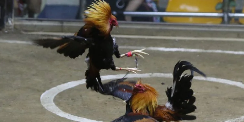 Giới thiệu bộ môn đá gà chọi trực tuyến hấp dẫn tại QQ88